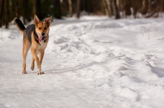 Dog running on snow in winter forest