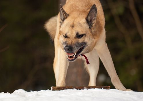 Agressive dog with a stick in winter forest