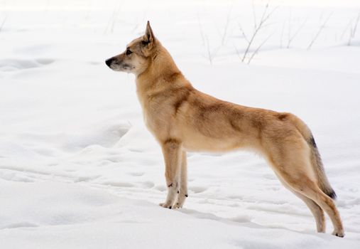 Finnish Spitz-dog walking in winter forest