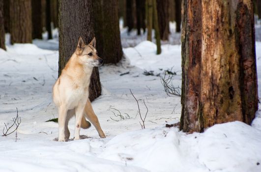 Finnish Spitz-dog walking in winter forest