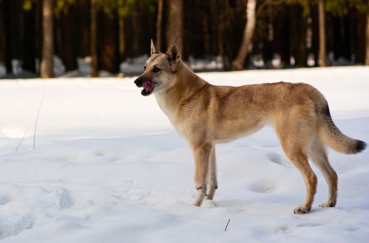 Licking lips Finnish Spitz-dog in winter forest