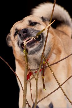 West Siberian Laika gnawing a young tree, isolated on black