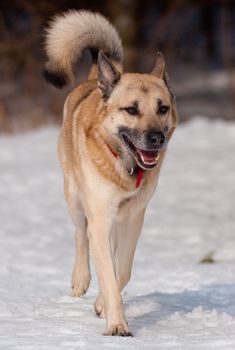 Running West Siberian Laika in winter forest
