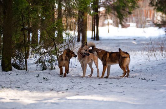 Mixed-breed dogs and west siberian laika in winter forest