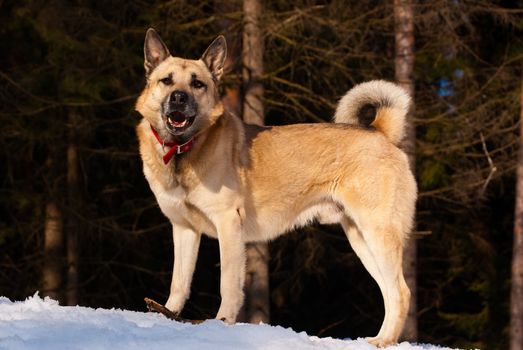 West Siberian Laika in winter forest