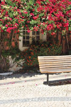 enchanted street view of a bench and a window with gorgeous clinging flowers