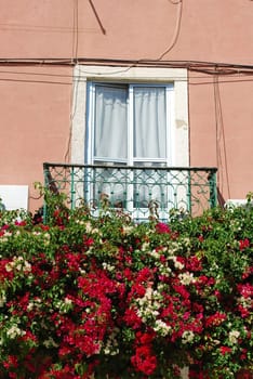 beautiful and enchanted balcony of a residential window building with gorgeous clinging flowers