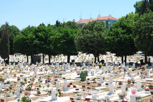 photo of a urban cemetery full of trees and flowers