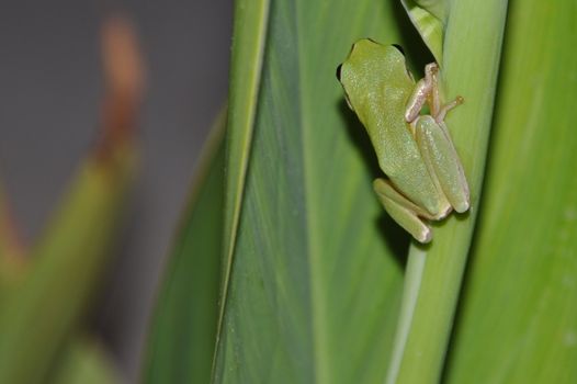 gorgeous tree frog on leaves in Kos, Greece