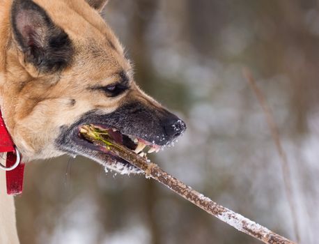 Aggressively looking dog gnawing a stick in winter forest
