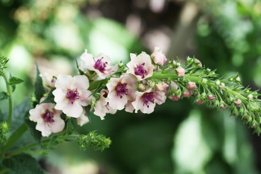 Beautiful pink mullein (Verbascum) in bloom.