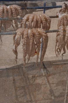 typical scene with octopus drying in Kalymnos island, Greece