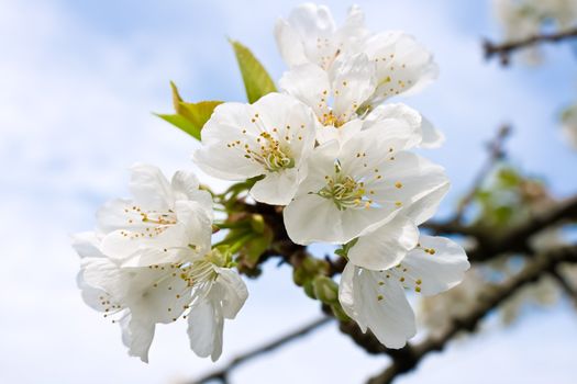 Spring blossom cherry tree flowers and sky