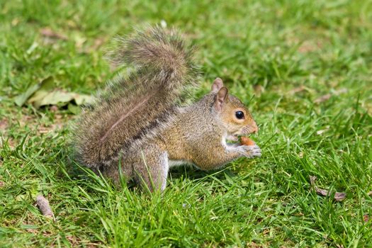 Little curious grey squirrel on green meadow eating an acorn