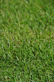 gorgeous green grass background with shallow depth of field