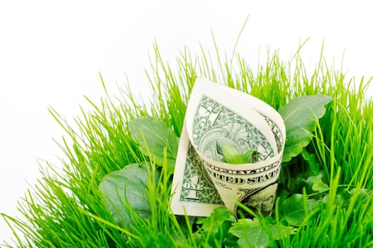 Banknote folded inside the green grass and leaves