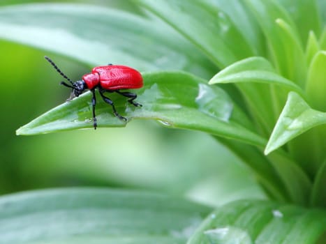This image shows a macro from a red bug