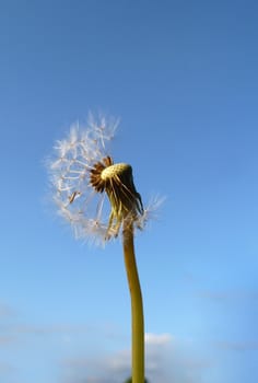A close up of a dandelion clock.