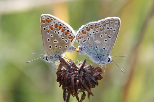 This image shows two butterfly in love