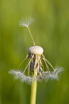 This image shows a macro from a blowball