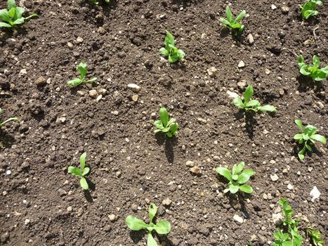 Some plant seedlings growing from the ground.
