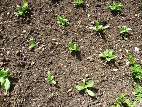 Some plant seedlings growing from the ground.