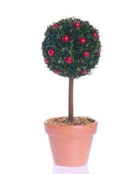fake red apple tree in a pot isolated on white background (Christmas decoration)
