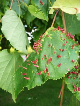 Tree leaves with an odd unidentified infection.