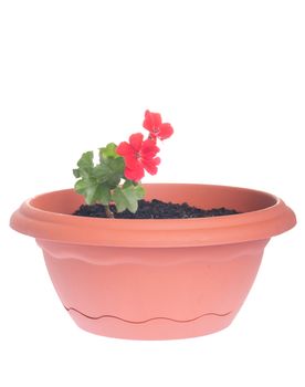 red geranium flowers in a pot isolated on white background