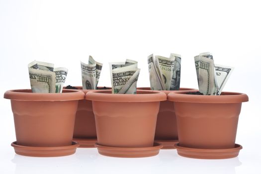 business series: growing money in the  flowerpot