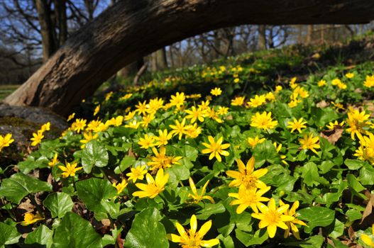 lots of yellow anemones a beautiful day