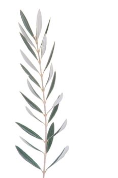 green olive tree branch isolated on white background