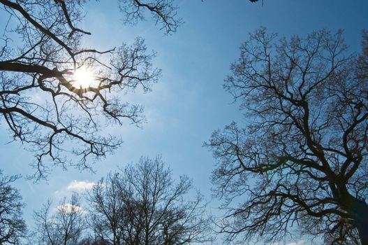 forrest silhouette against blue sky, with bright shining sun