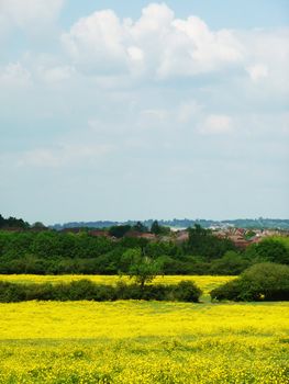 A countryside field in Swindon.