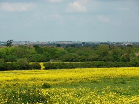 A countryside field in Swindon.
