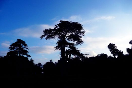 
A beautiful tree in Lydiard Park In Swindon.