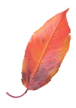gorgeous cherry tree leaf isolated on white background