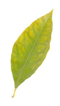 gorgeous lemon tree leaf isolated on white background