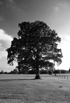 
Tree in a landscape in Lydiard park.