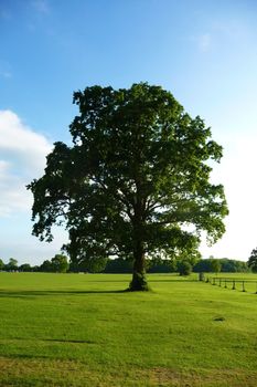 
Tree in a landscape in Lydiard park.