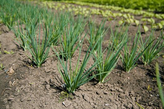 Fresh onions growing in the farmland