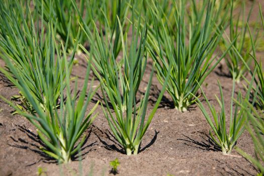 Fresh onions growing in the farmland