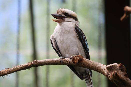 A Laughing Kookaburra (Dacelo novaeguineae) perched on a branch.