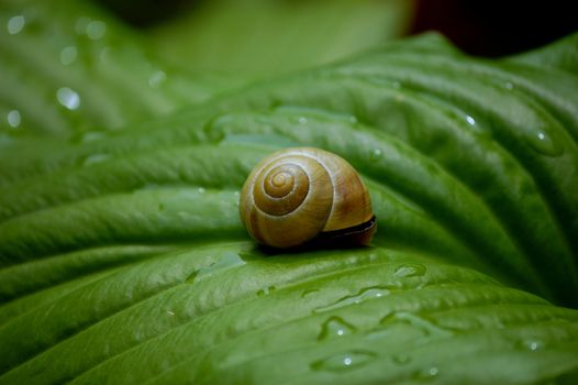 Brown Snail on a wet green leave