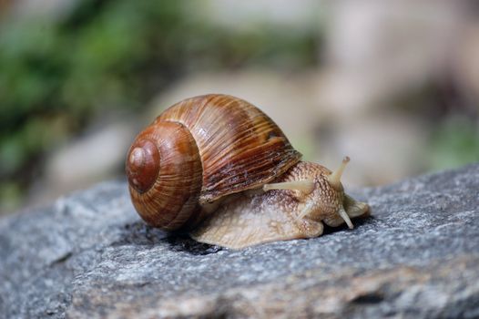 Snail is moving on a rock