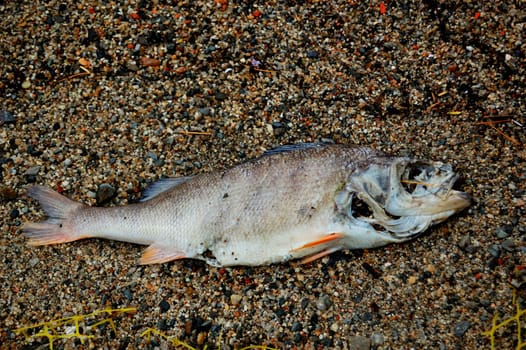 Rotten fish in the sand. Water pollution issues.