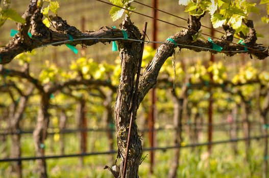 Grapes Vines in Vineyard during Spring