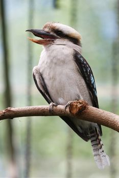 A Laughing Kookaburra (Dacelo novaeguineae) perched on a branch.