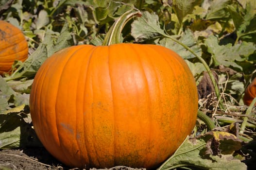 Large Pumpkin in Patch