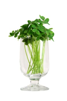 Glass with bouquet of false shamrock (oxalis) on white background